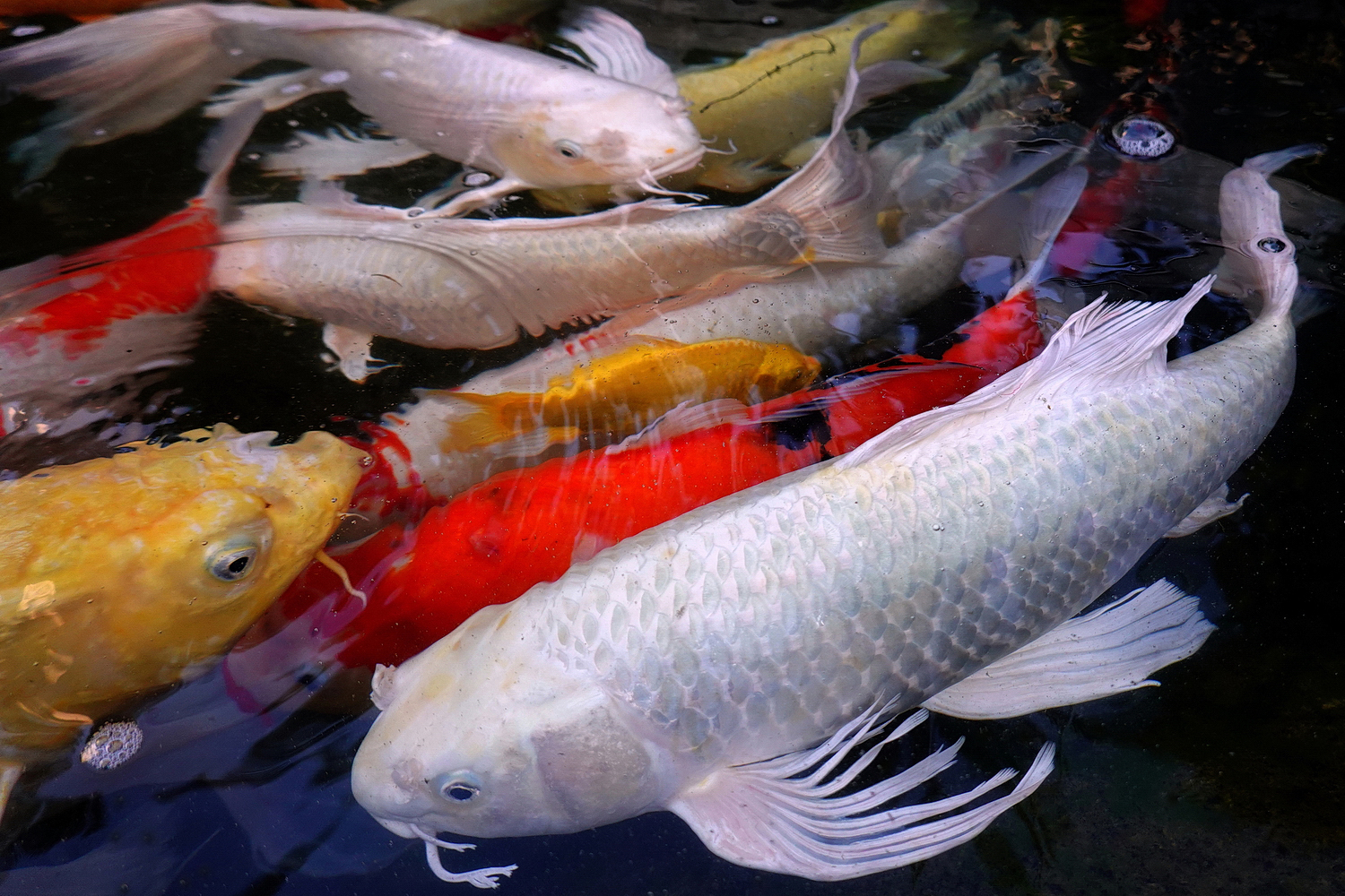 陳永鑑_錦鯉遊緃_20201015n.jpg