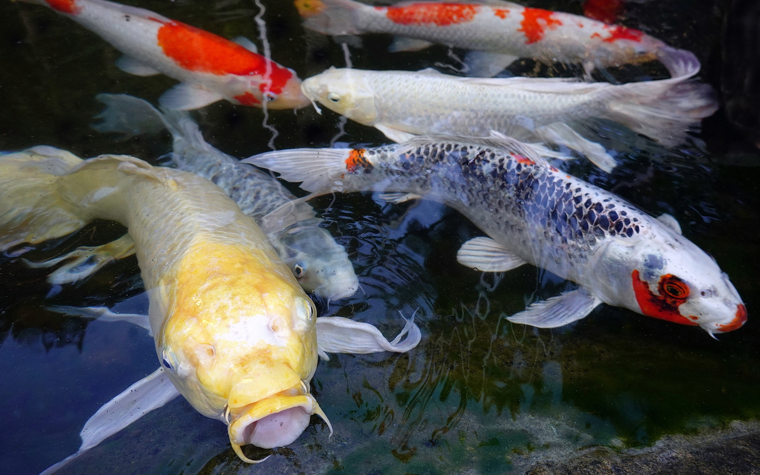 陳永鑑_錦鯉遊緃_20201015m.jpg