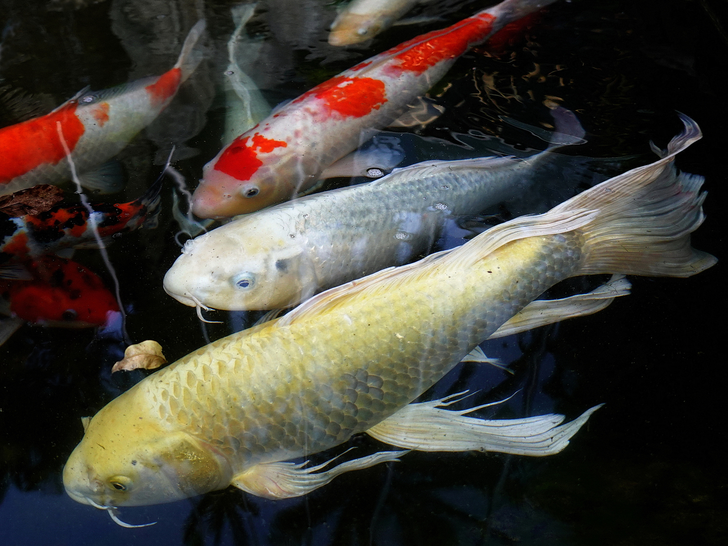 陳永鑑_錦鯉遊緃_20201015i.jpg