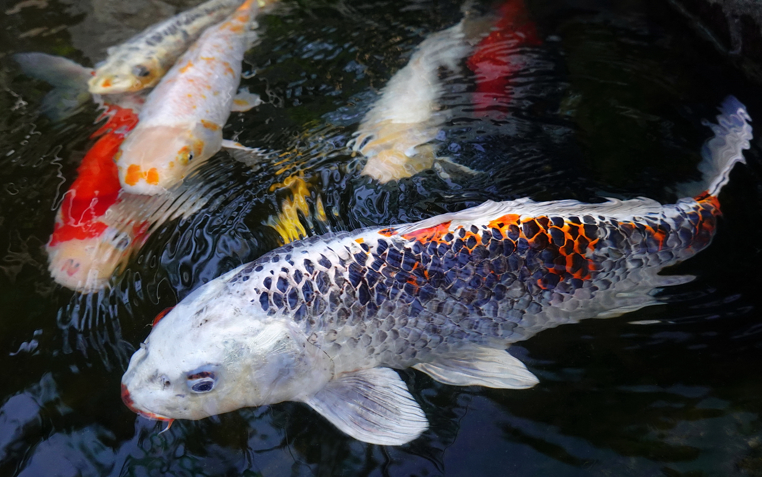 陳永鑑_錦鯉遊緃_20201015r.jpg