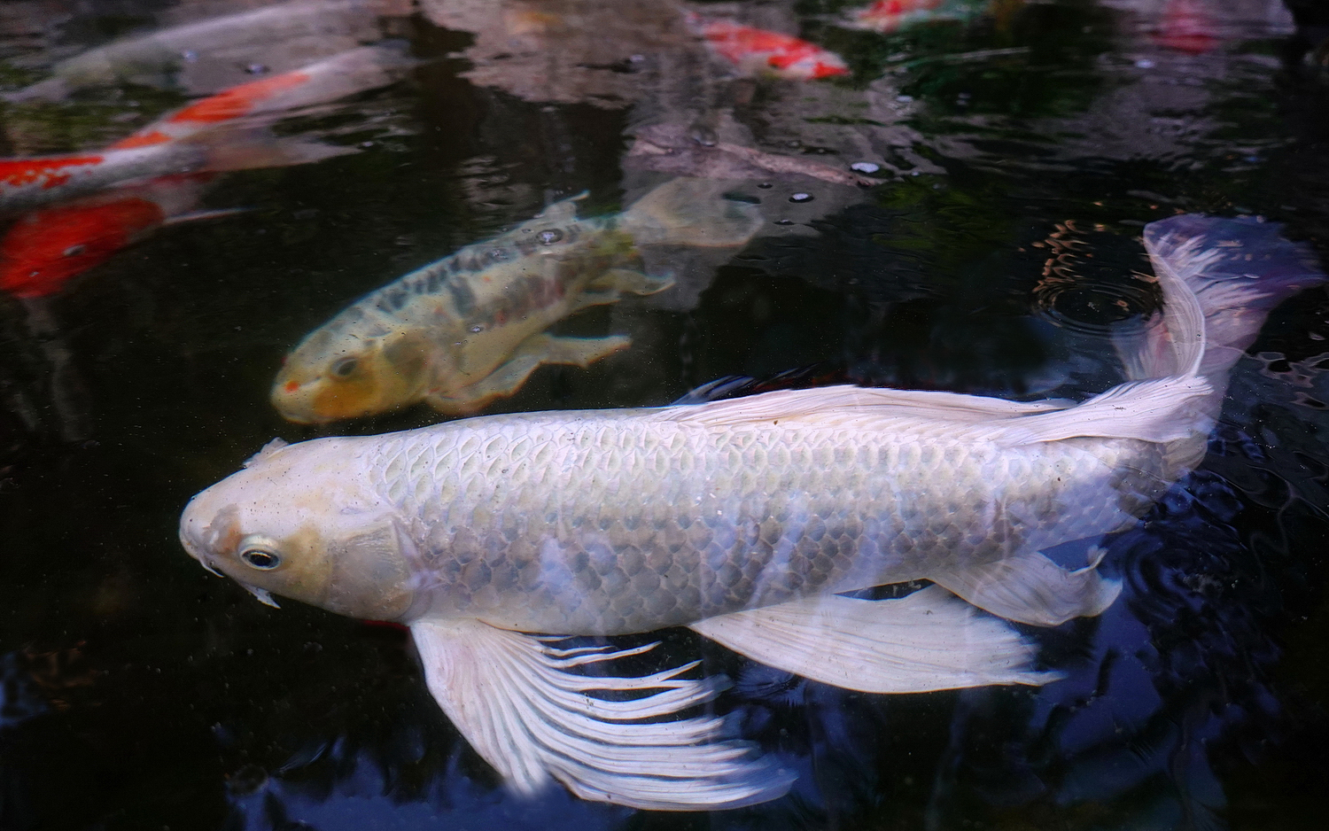 陳永鑑_錦鯉遊緃_20201015q.jpg