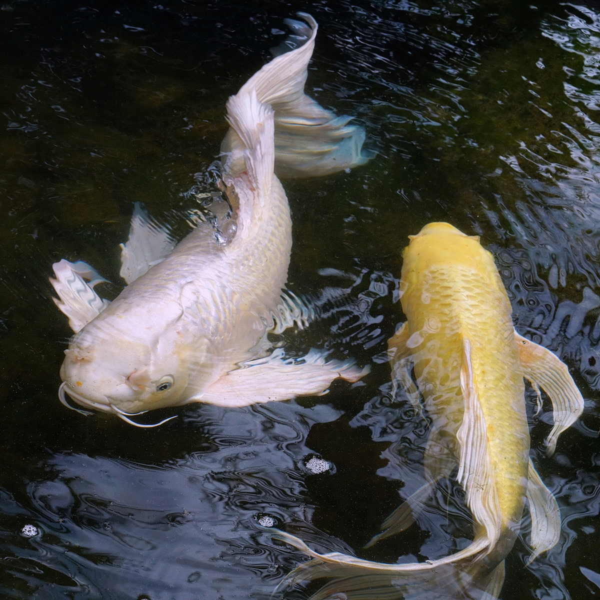 陳永鑑_錦鯉遊緃_20201016f.jpg