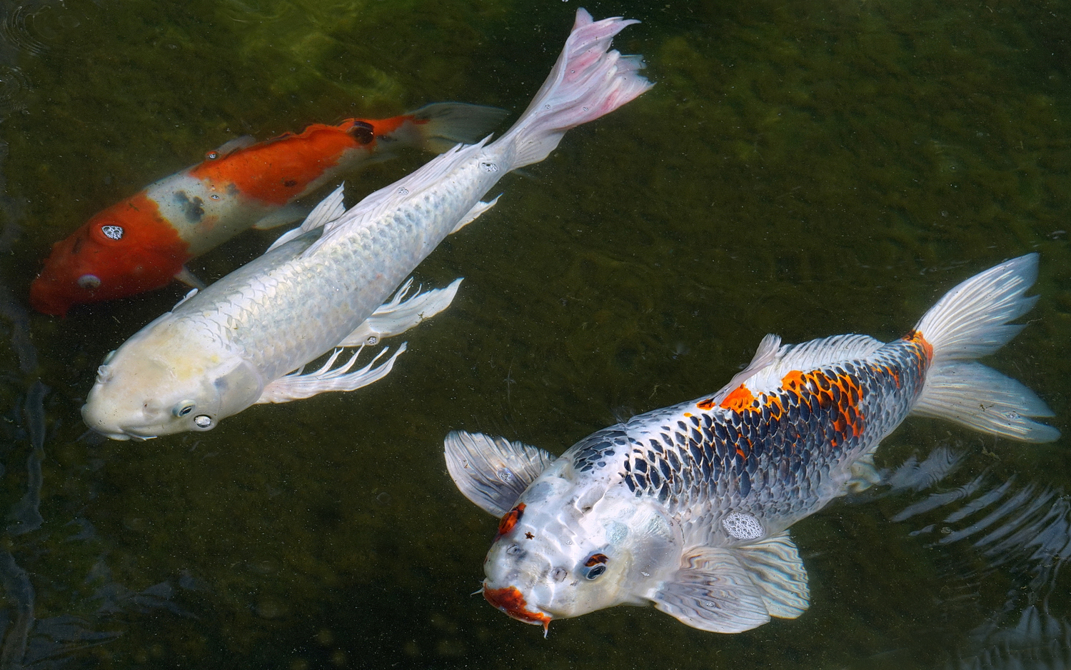 陳永鑑_錦鯉遊緃_20201016n.jpg