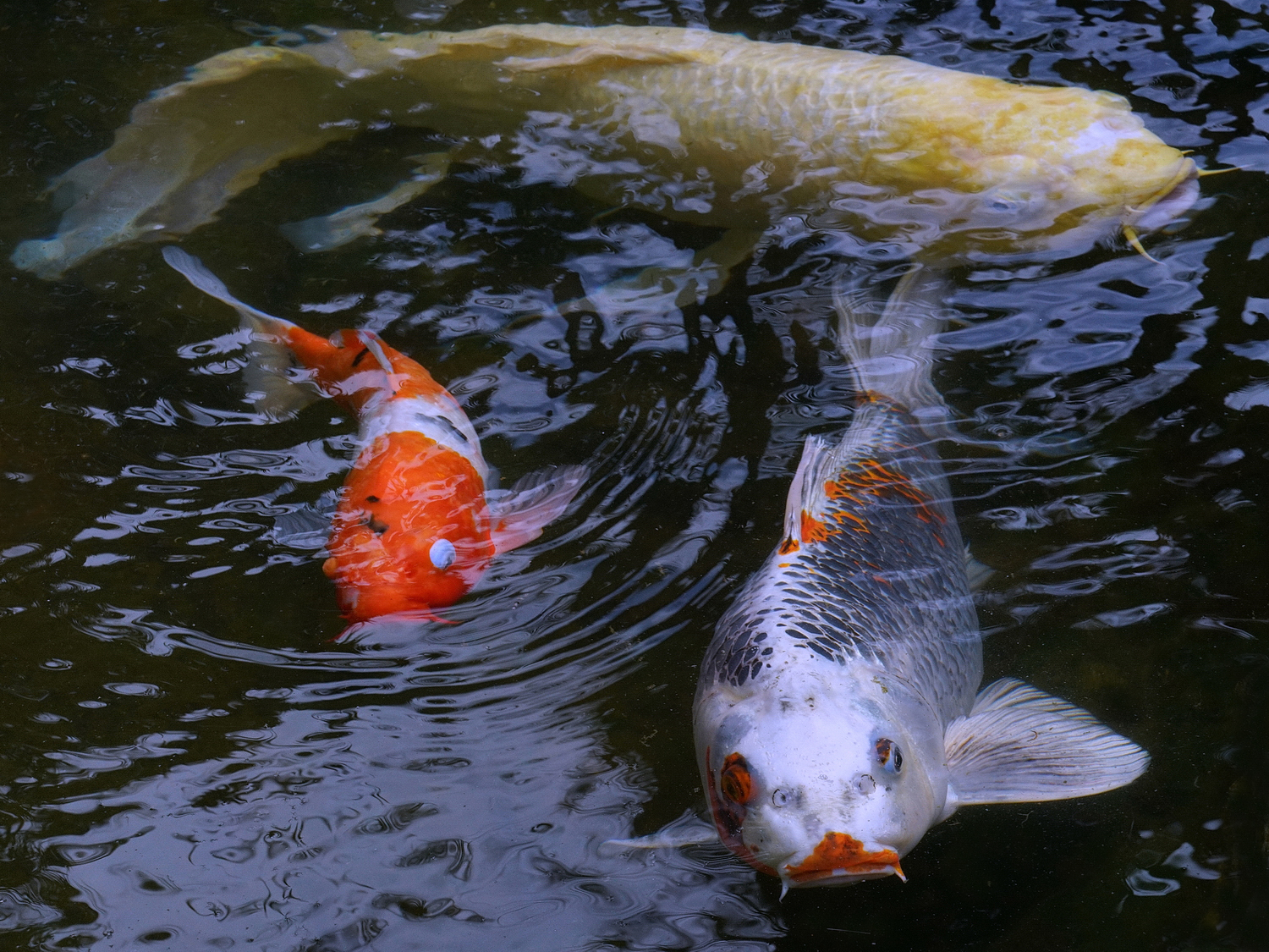 陳永鑑_錦鯉遊緃_20201016l.jpg