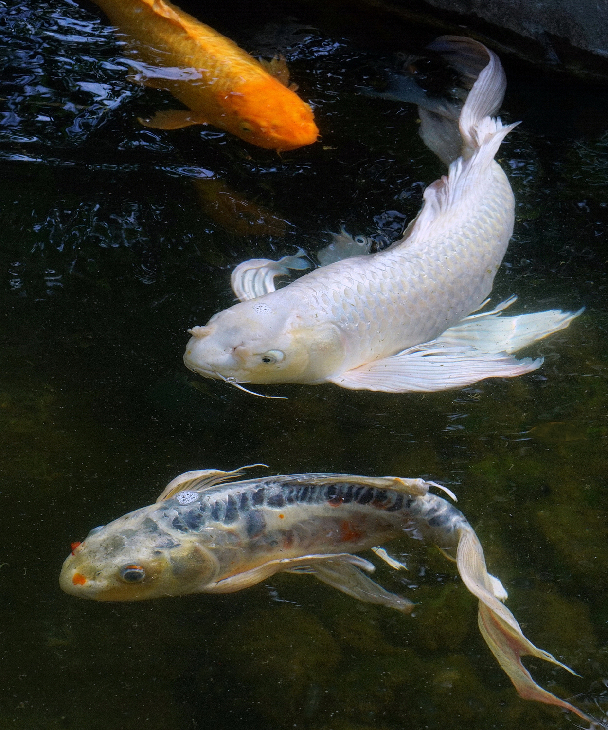 陳永鑑_錦鯉遊緃_20201017c.jpg