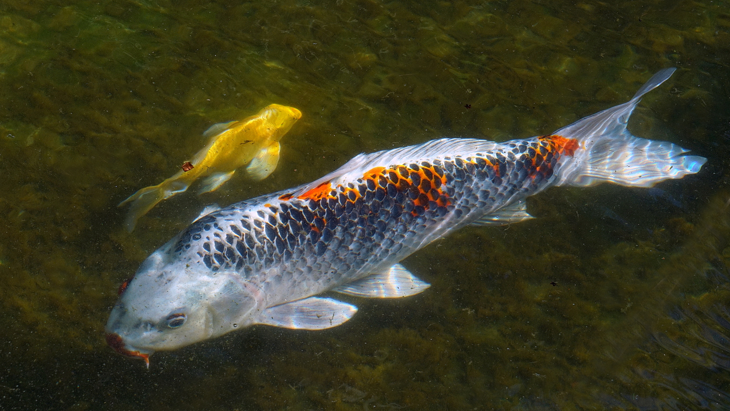 陳永鑑_錦鯉遊緃_20201018a.jpg