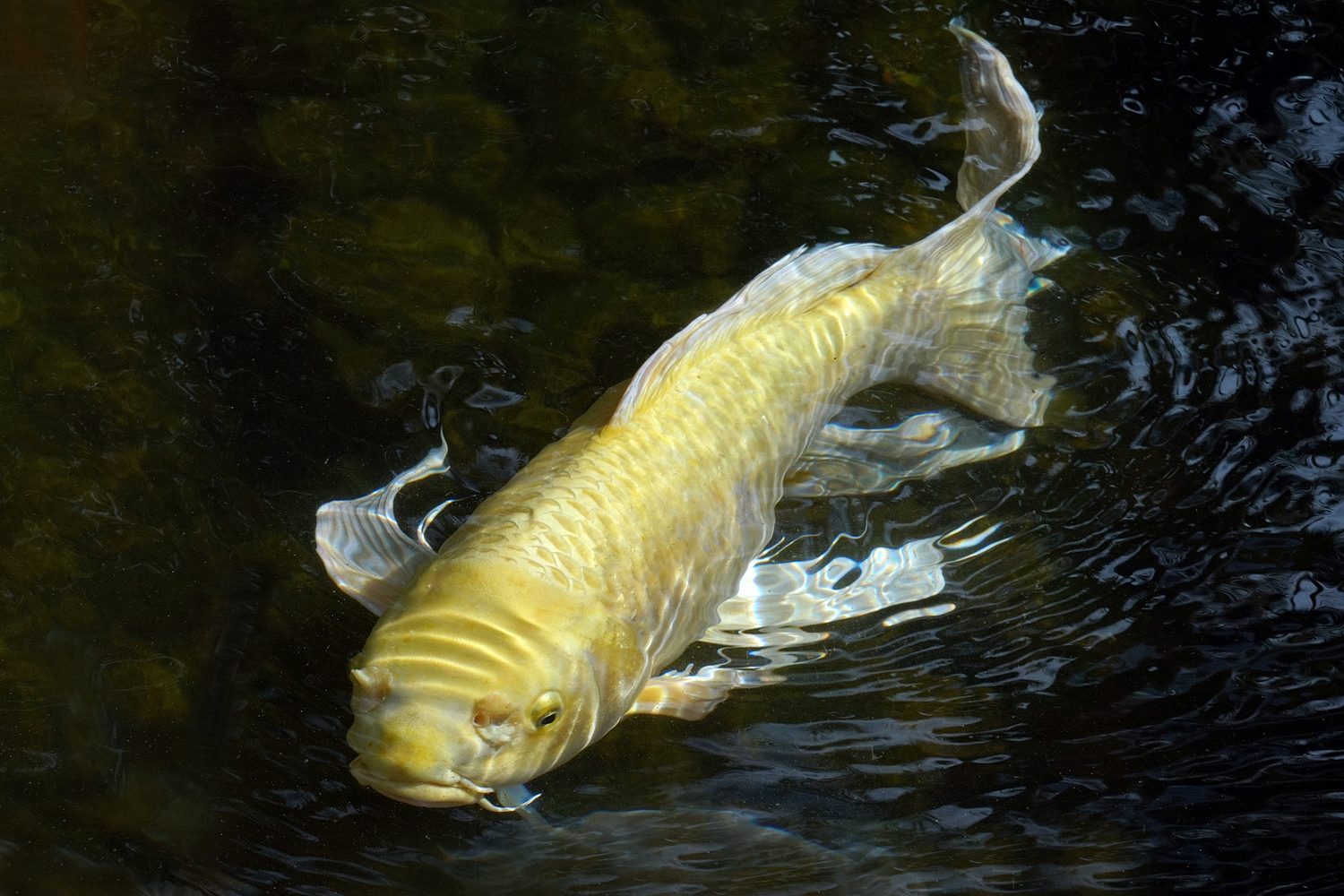 陳永鑑_錦鯉遊緃_20201018b.jpg