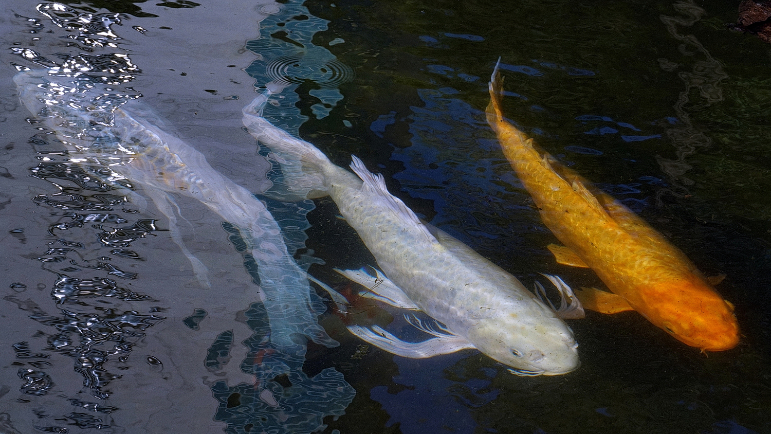 陳永鑑_錦鯉遊緃_20201018h.jpg