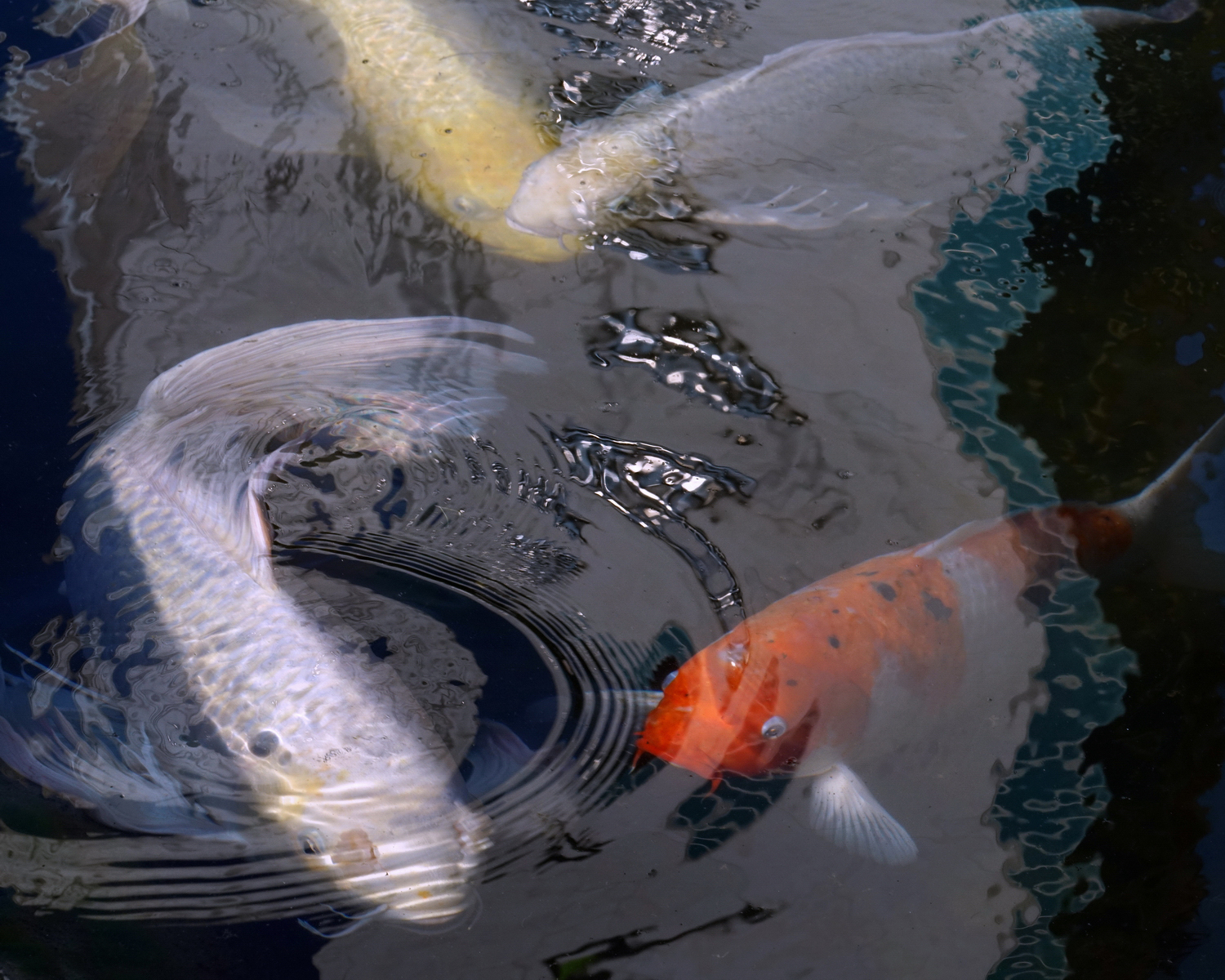 陳永鑑_錦鯉遊緃_20201023b.jpg