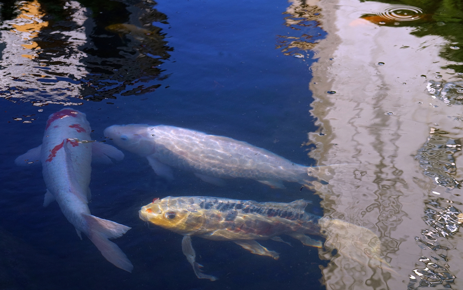 陳永鑑_錦鯉遊緃_20201023l.jpg