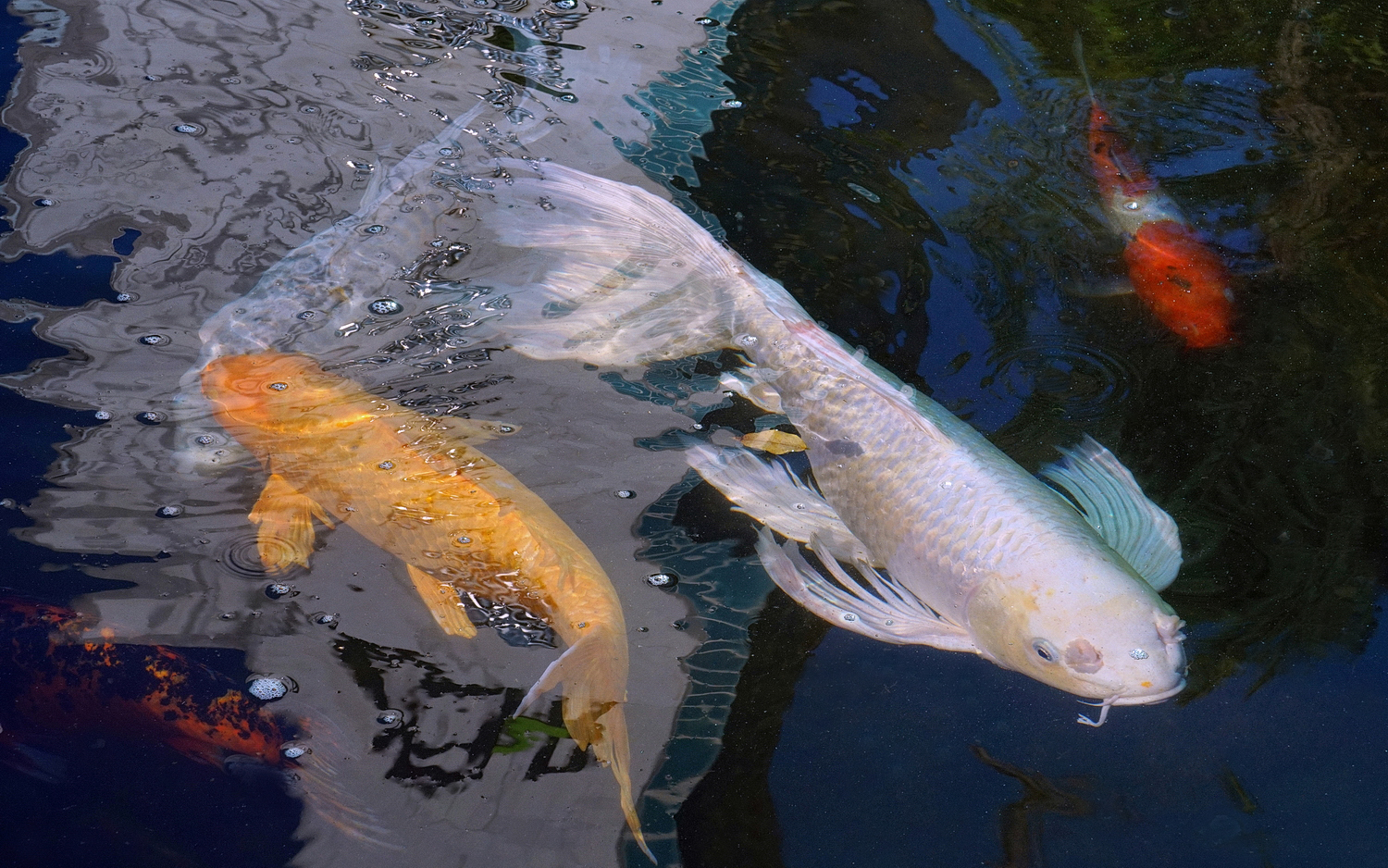 陳永鑑_錦鯉遊緃_20201023i.jpg