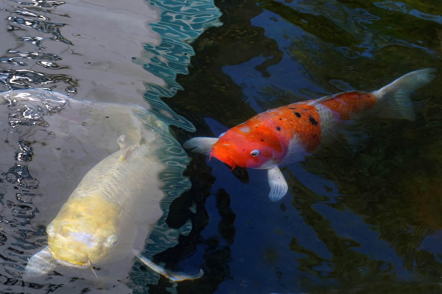 陳永鑑_錦鯉遊緃_20201023r.jpg