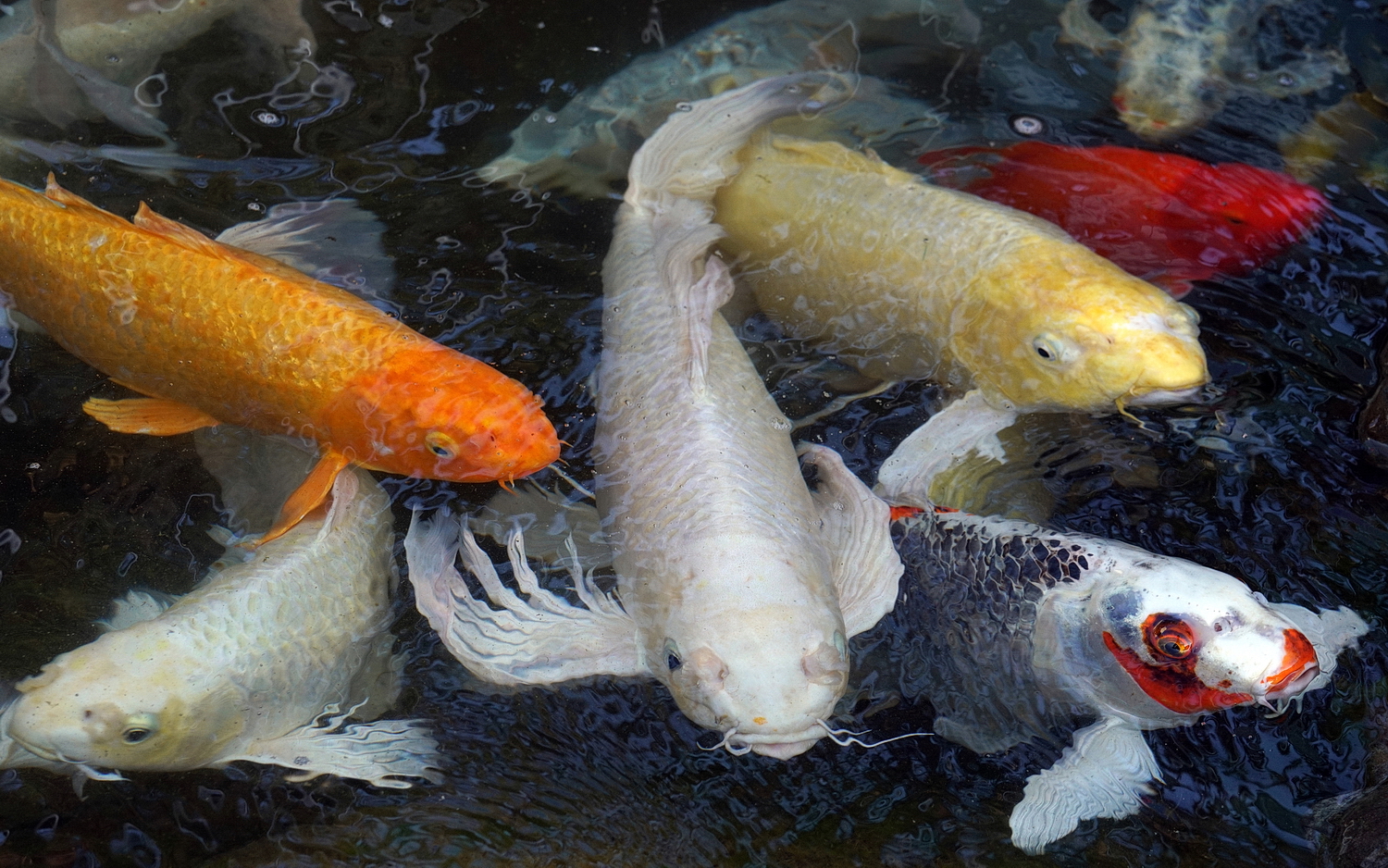 陳永鑑_錦鯉遊緃_20201024g.jpg