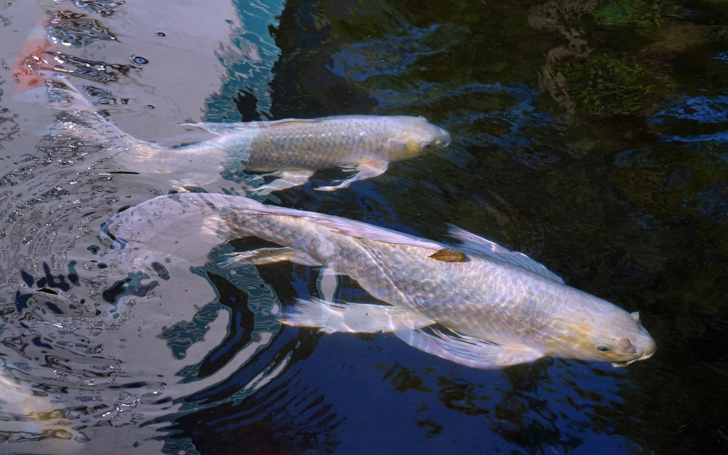 陳永鑑_錦鯉遊緃_20201024d.jpg