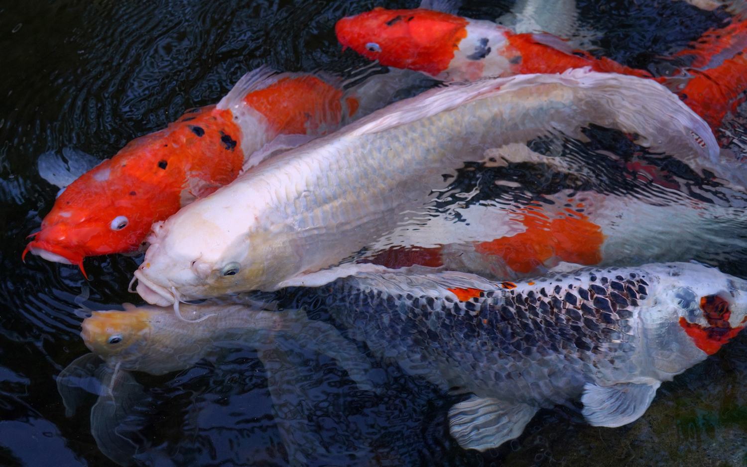 陳永鑑_錦鯉遊緃_20201024i.jpg