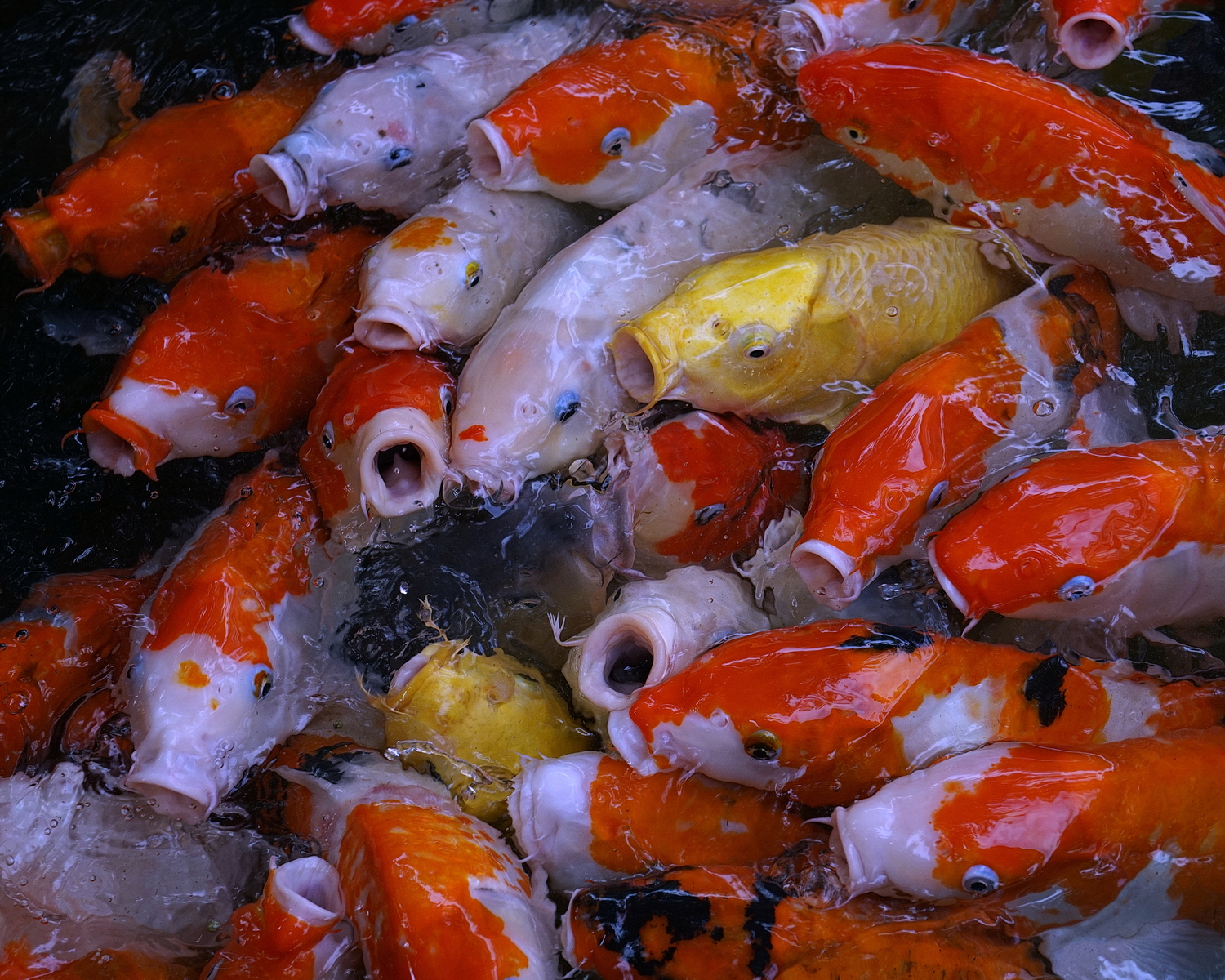 陳永鑑_錦鯉遊緃_20201026c.jpg