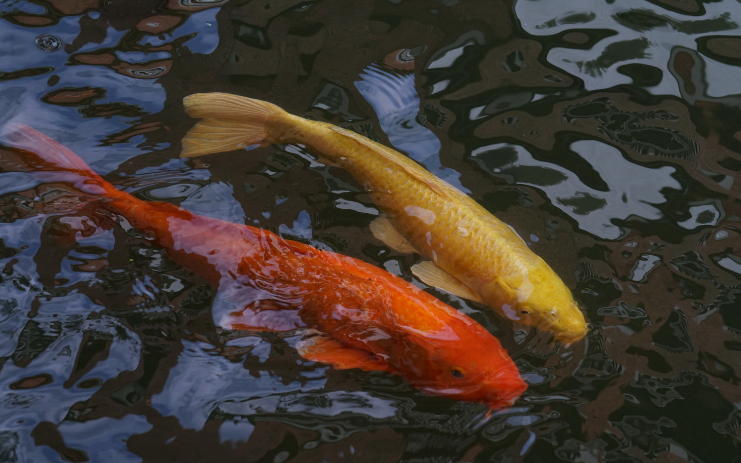 陳永鑑_錦鯉遊緃_20201026q.jpg