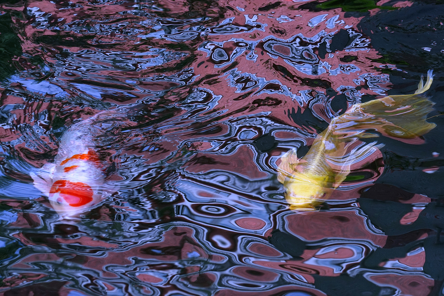 陳永鑑_錦鯉遊緃_20201027f.jpg