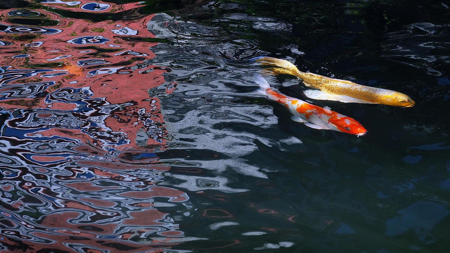 陳永鑑_錦鯉遊緃_20201028f.jpg