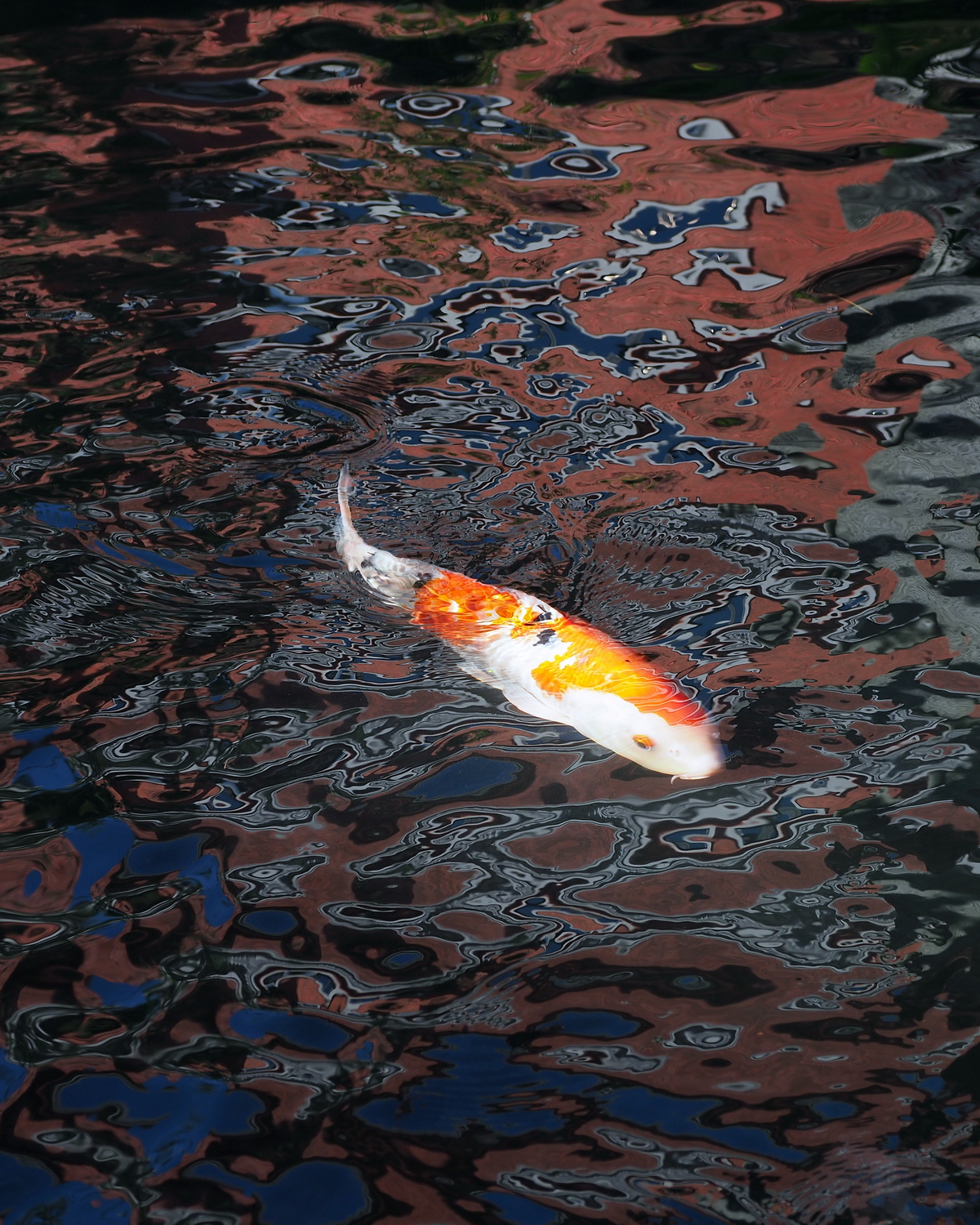陳永鑑_錦鯉遊緃_20201028e.jpg
