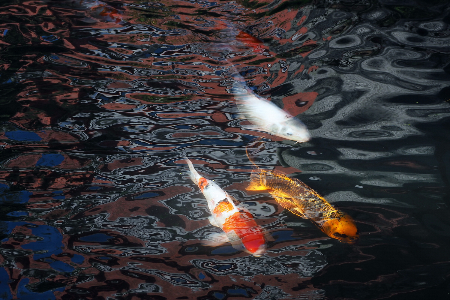 陳永鑑_錦鯉遊緃_20201028d.jpg