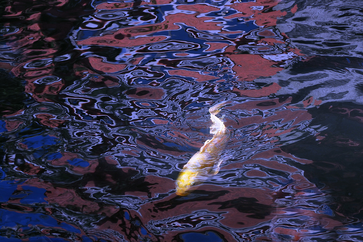 陳永鑑_錦鯉遊緃_20201028c.jpg