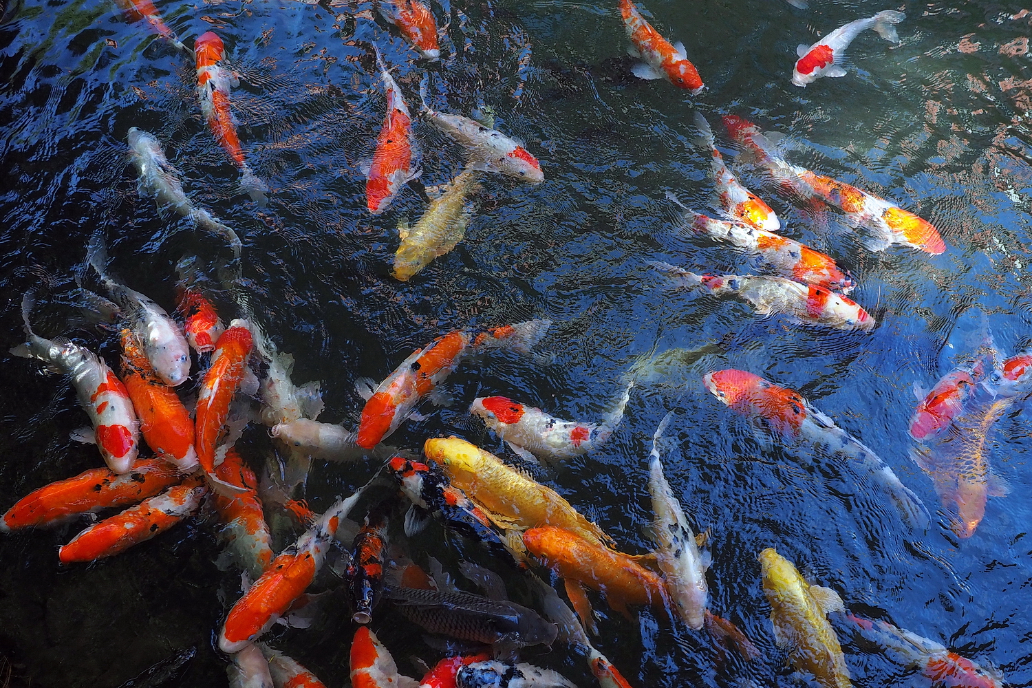 陳永鑑_錦鯉遊緃_20201028b.jpg