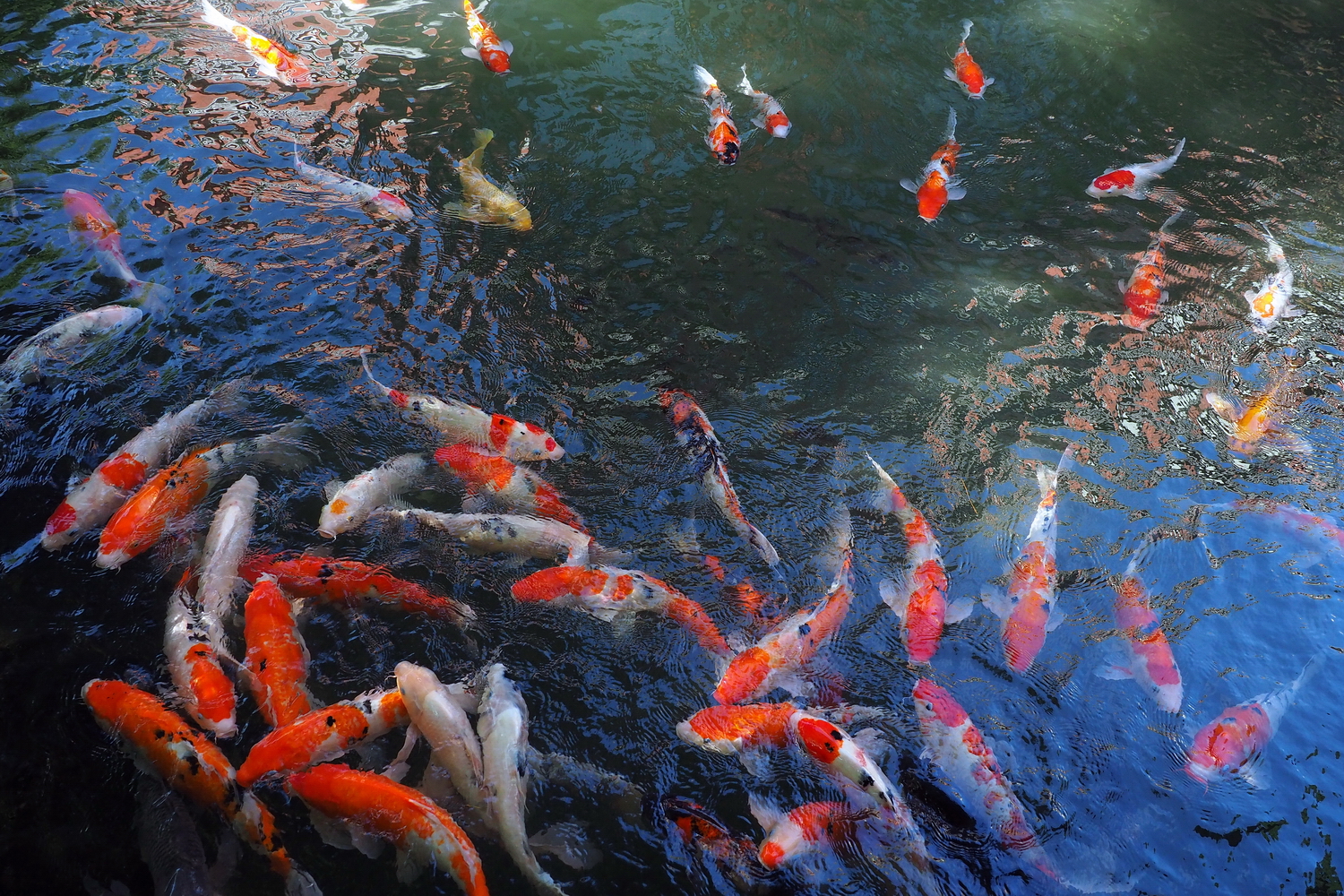 陳永鑑_錦鯉遊緃_20201028a.jpg