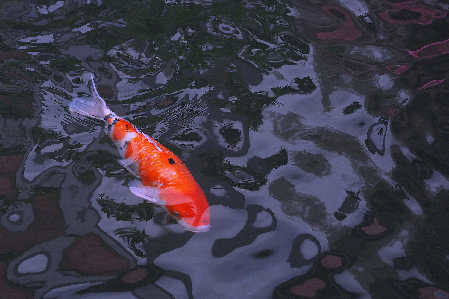 陳永鑑_錦鯉遊緃_20201028o.jpg