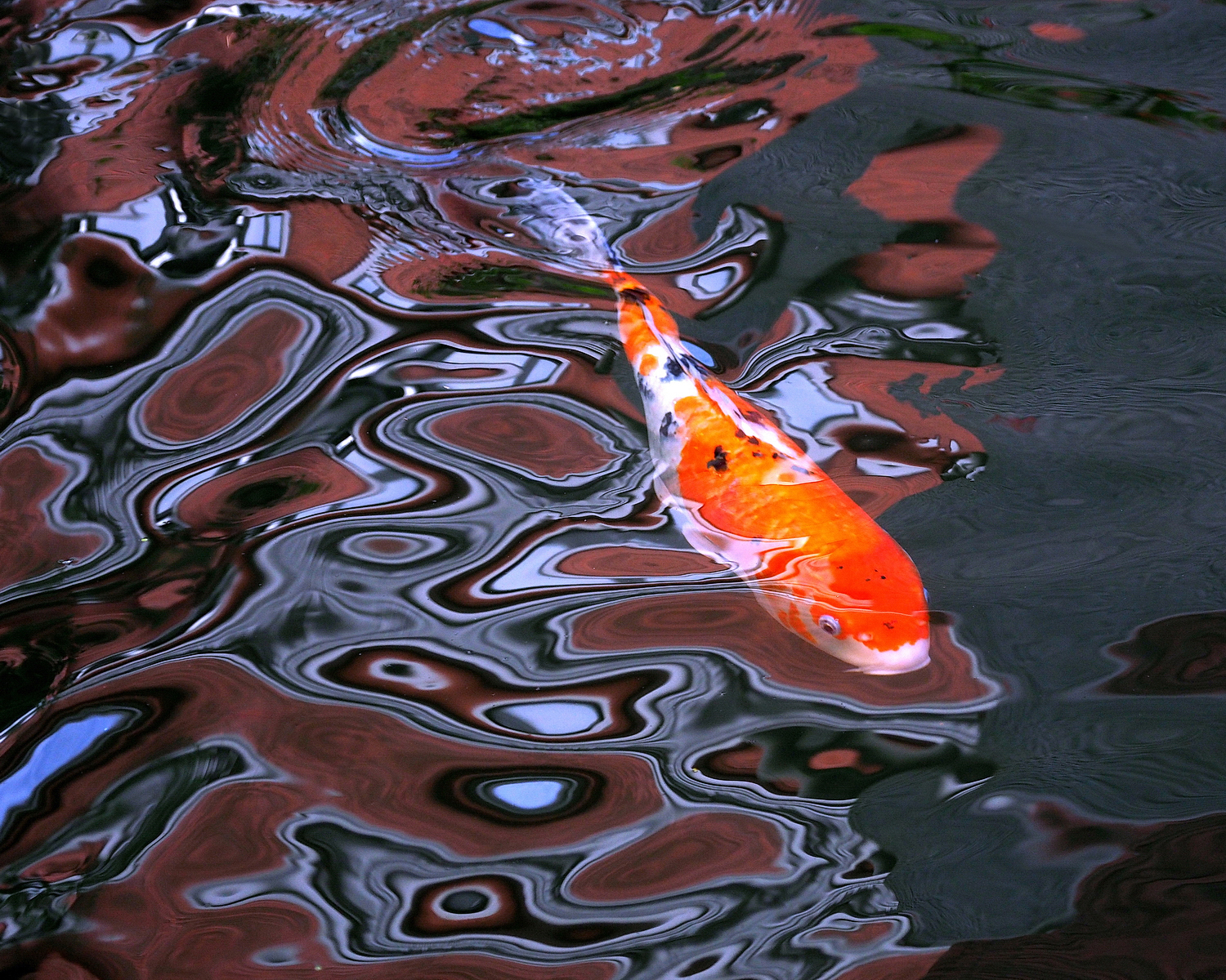 陳永鑑_錦鯉遊緃_20201028n.jpg