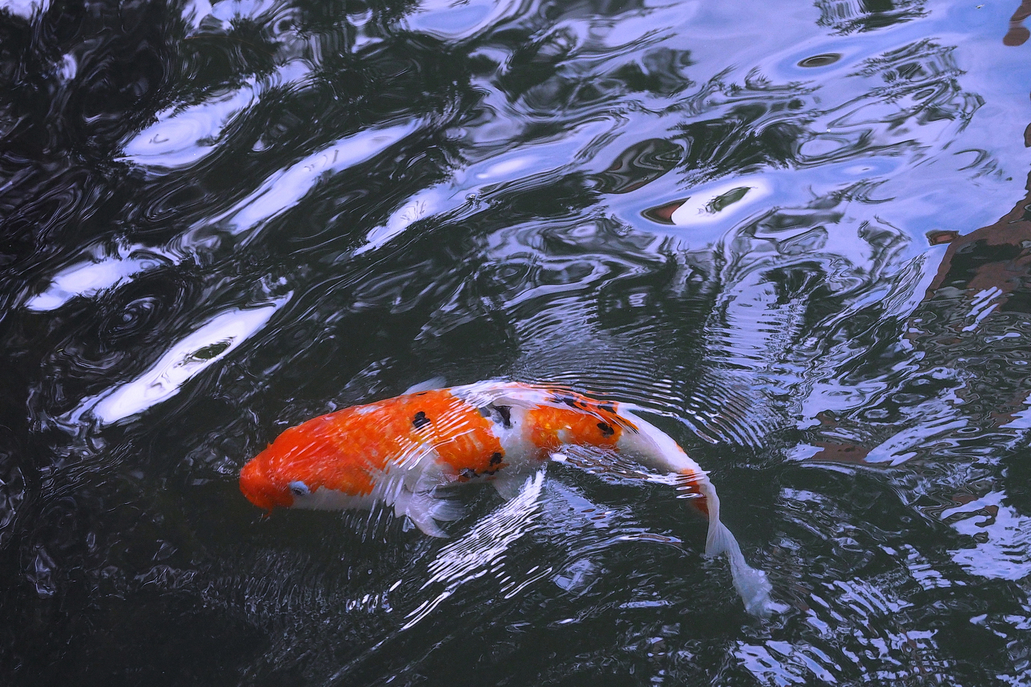 陳永鑑_錦鯉遊緃_20201028l.jpg