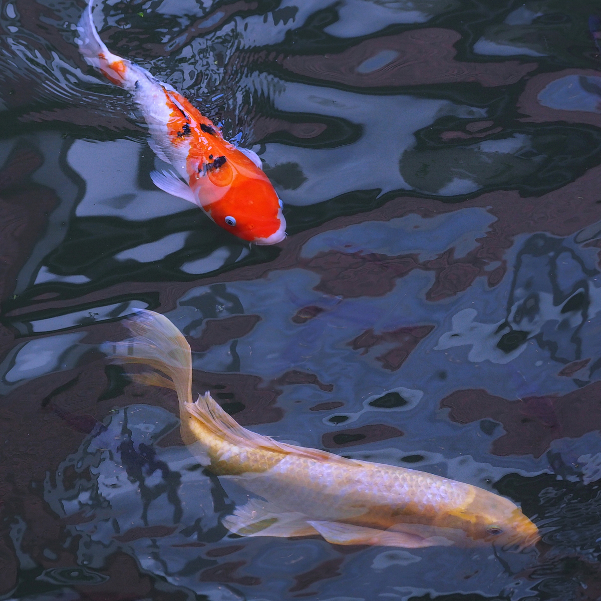 陳永鑑_錦鯉遊緃_20201029g.jpg