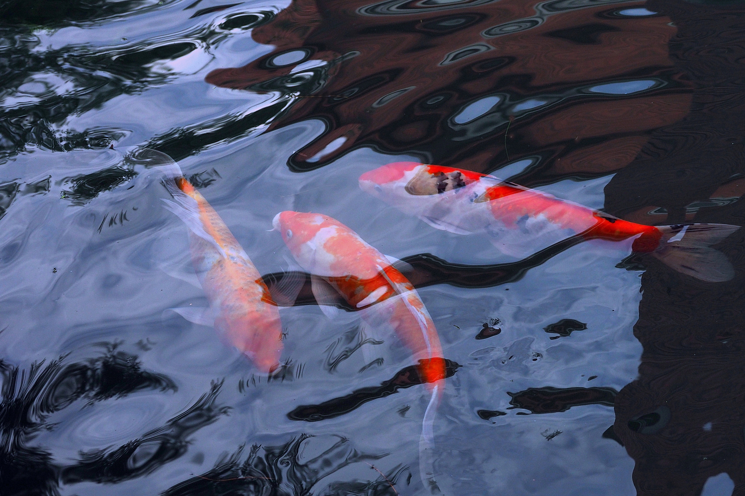 陳永鑑_錦鯉遊緃_20201029e.jpg