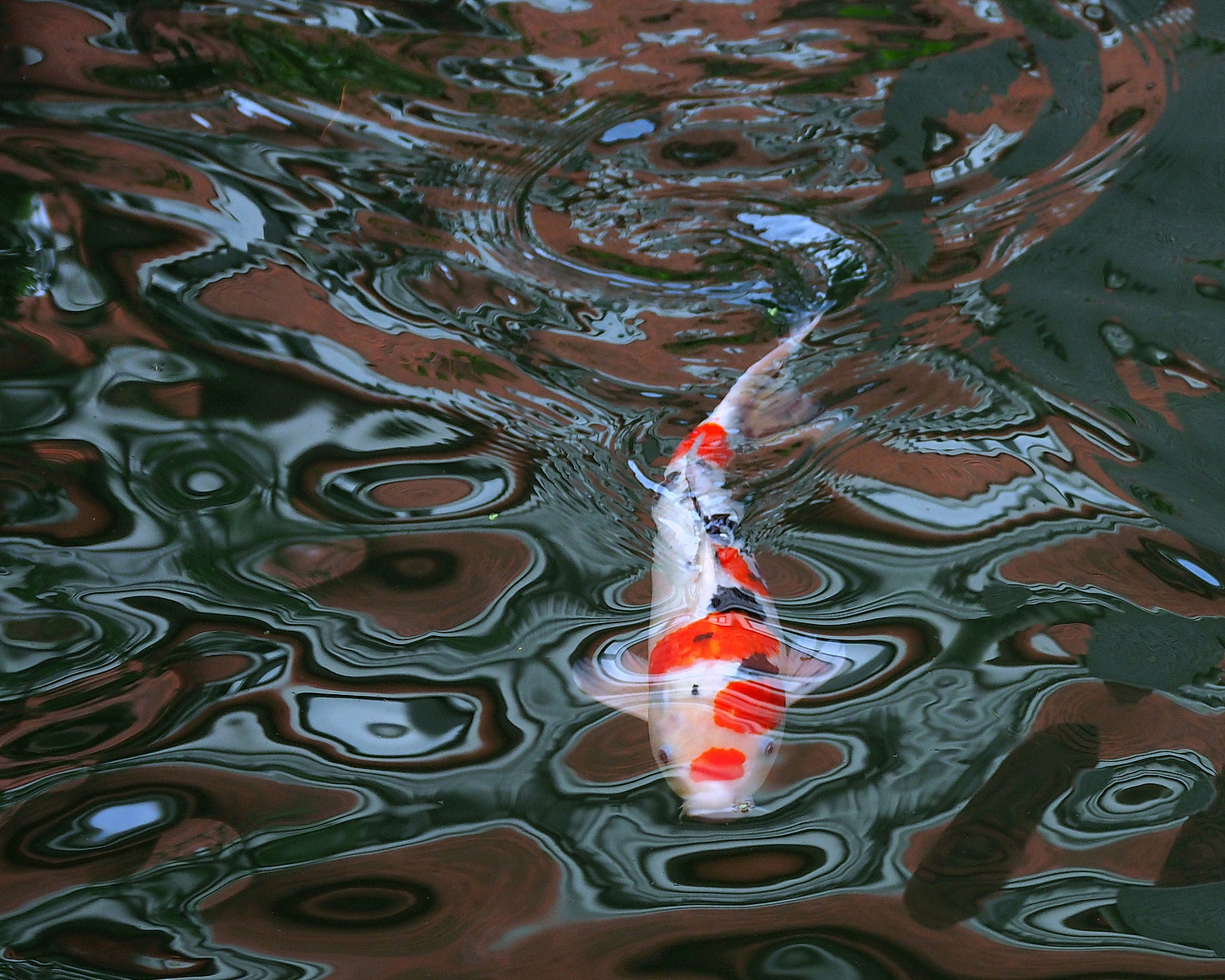 陳永鑑_錦鯉遊緃_20201029a.jpg