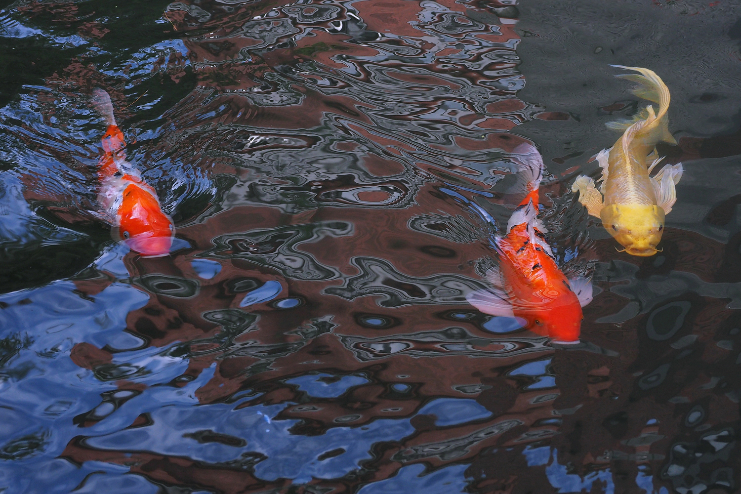 陳永鑑_錦鯉遊緃_20201029n.jpg