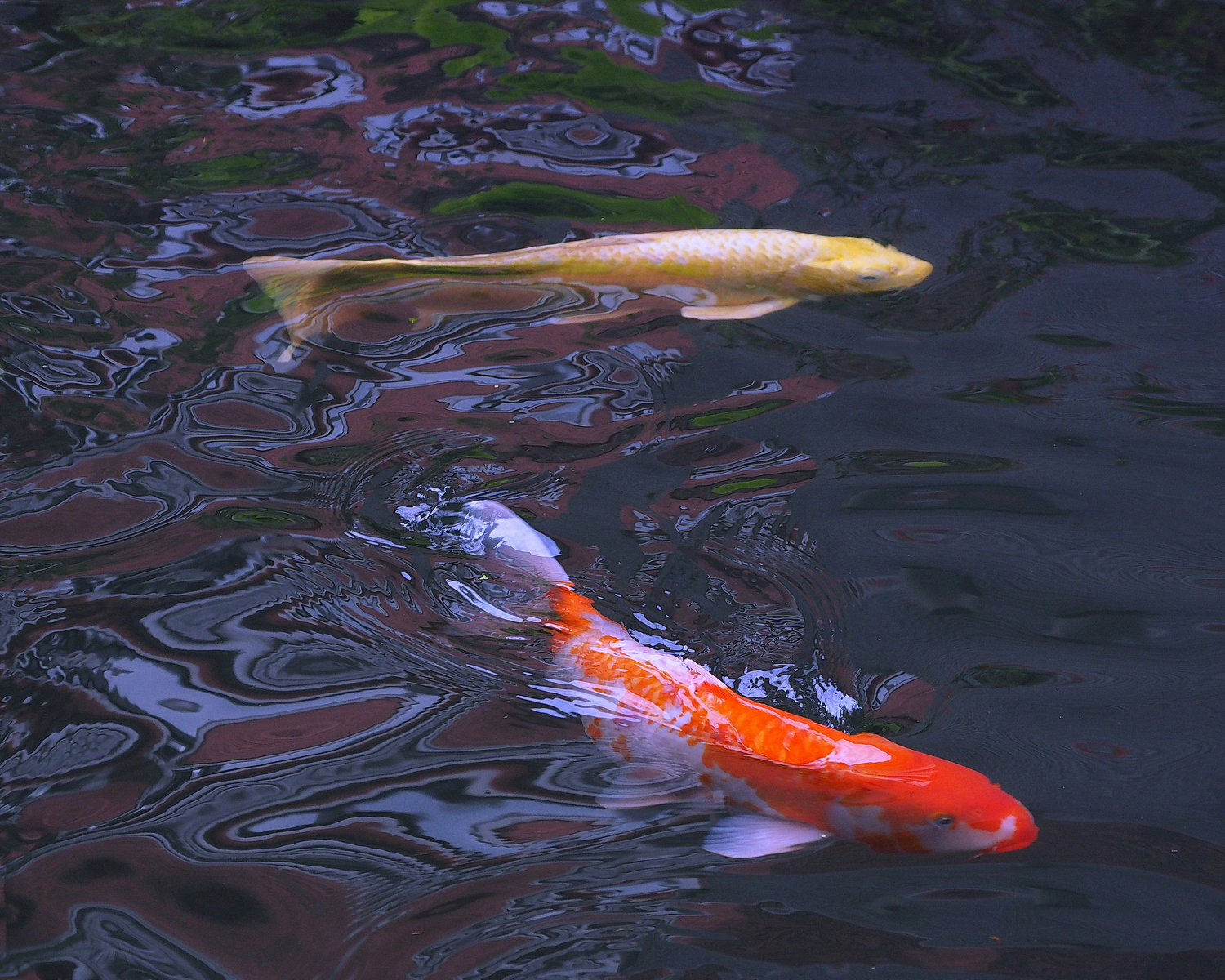 陳永鑑_錦鯉遊緃_20201029m.jpg