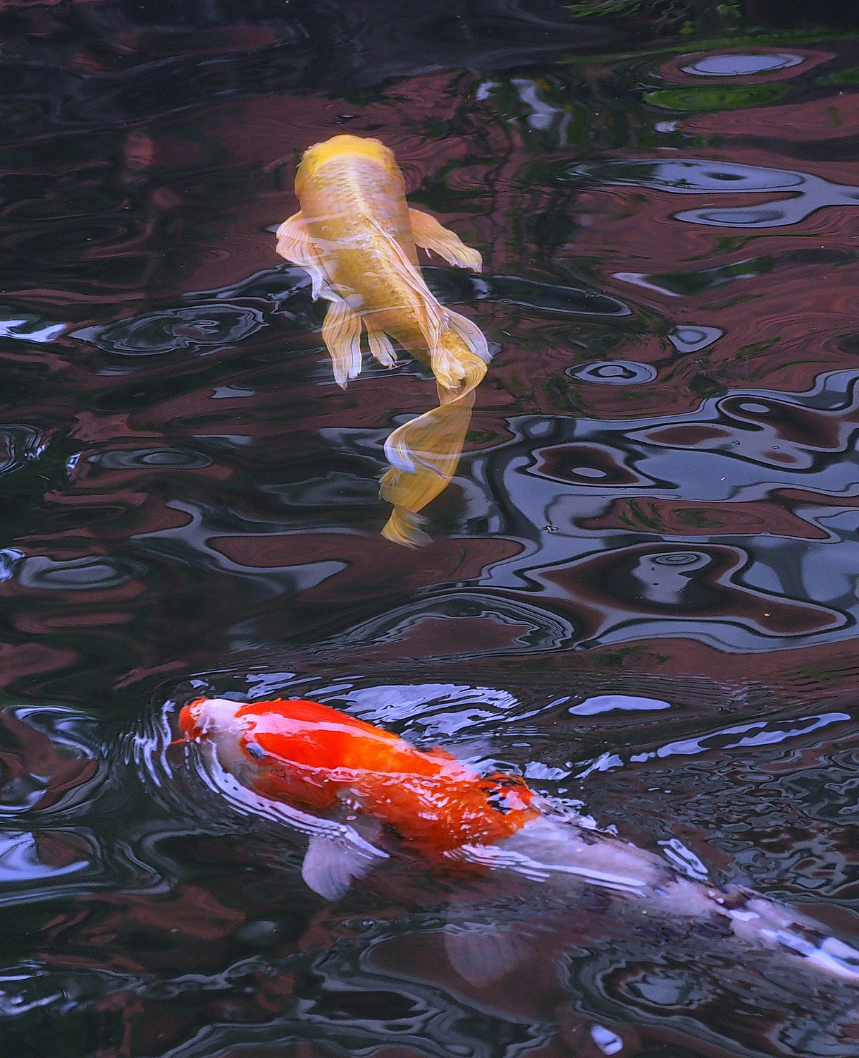 陳永鑑_錦鯉遊緃_20201029k.jpg