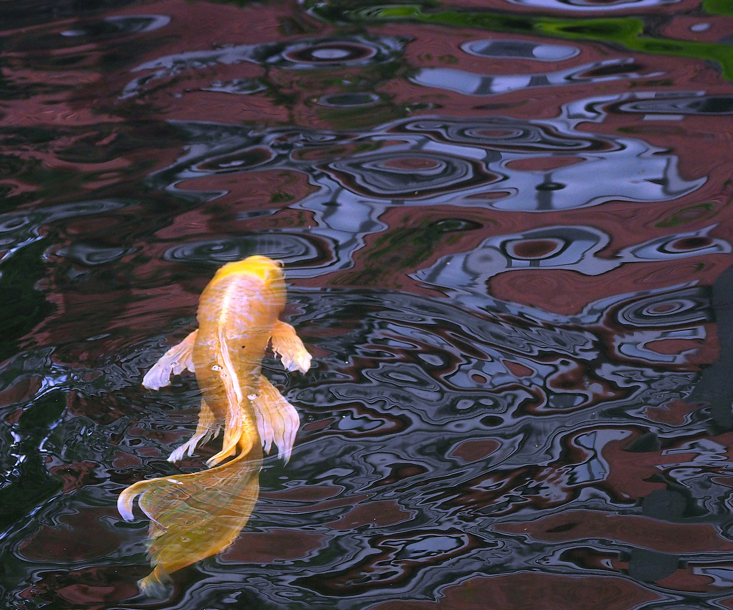 陳永鑑_錦鯉遊緃_20201029j.jpg