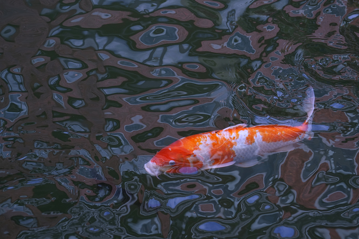 陳永鑑_錦鯉遊緃_20201030f.jpg