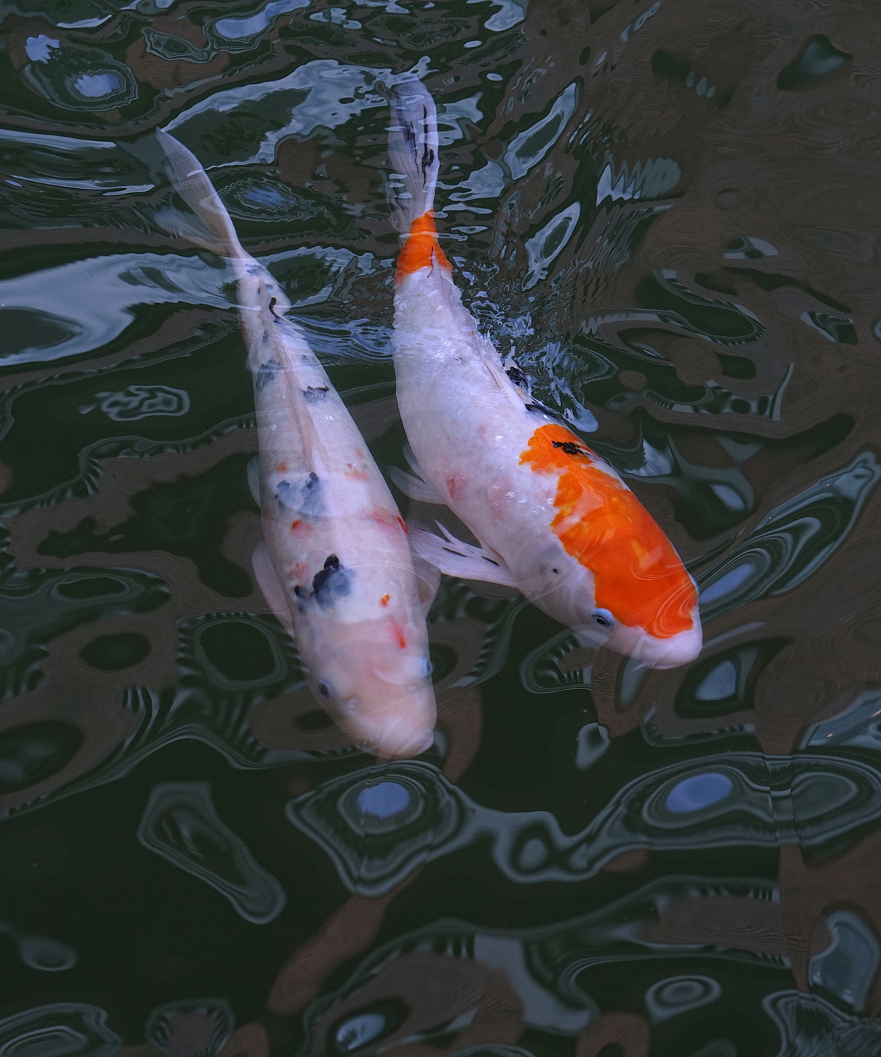 陳永鑑_錦鯉遊緃_20201030e.jpg