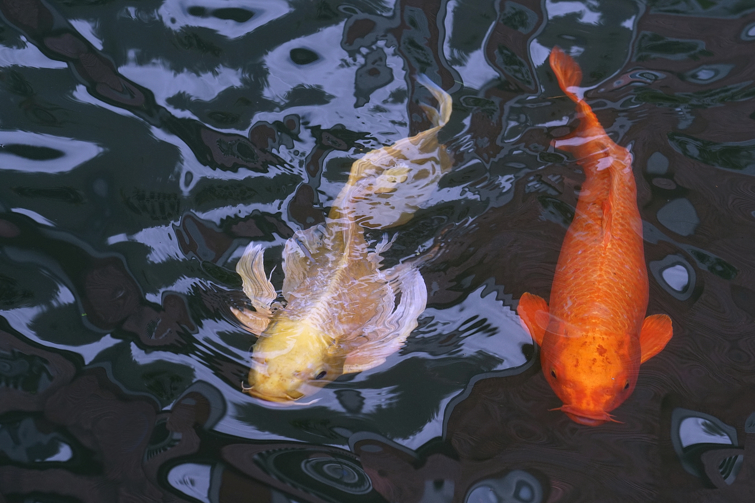 陳永鑑_錦鯉遊緃_20201031e.jpg