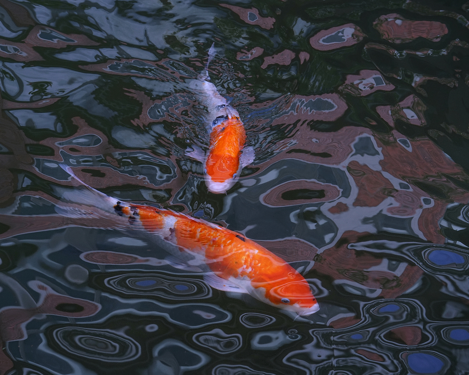 陳永鑑_錦鯉遊緃_20201031c.jpg