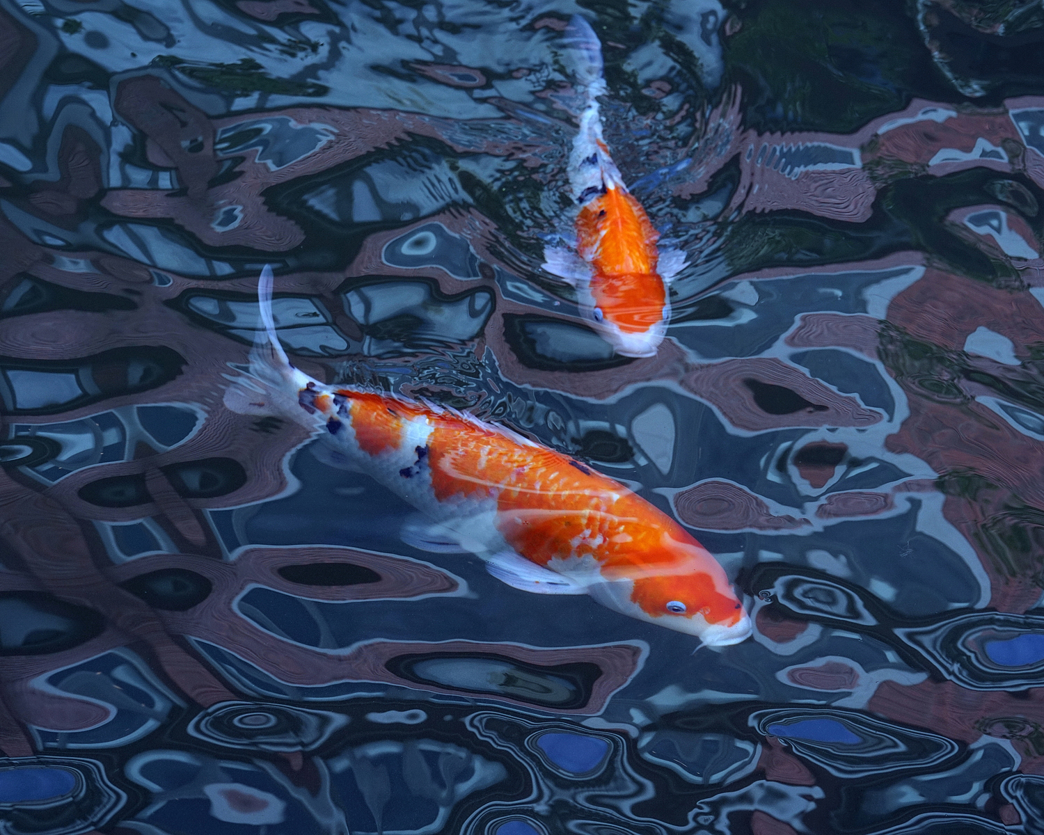 陳永鑑_錦鯉遊緃_20201031b.jpg