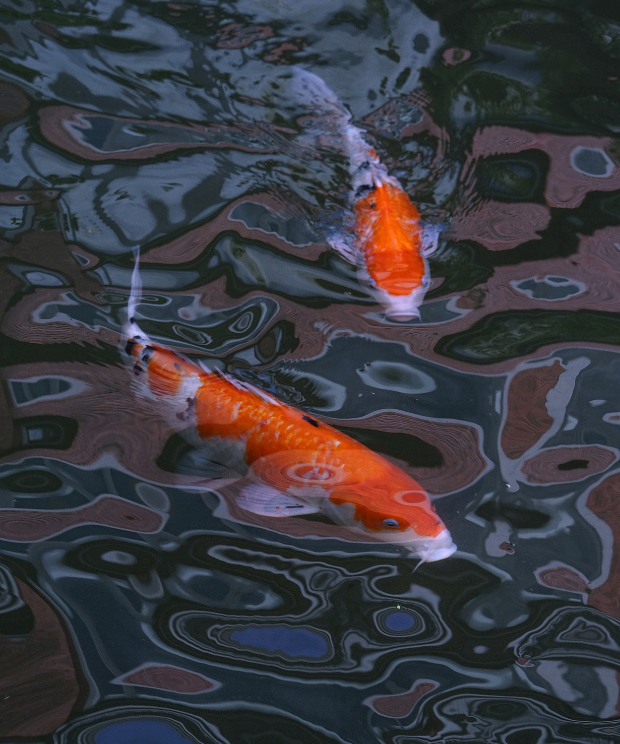 陳永鑑_錦鯉遊緃_20201031a.jpg