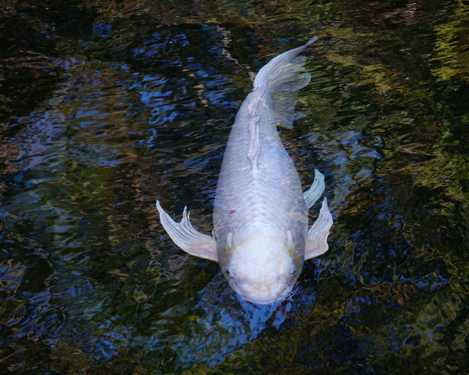 陳永鑑_錦鯉遊緃_20201031t.jpg