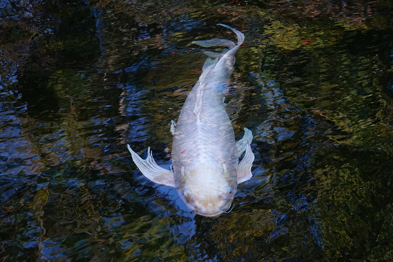 陳永鑑_錦鯉遊緃_20201031s.jpg