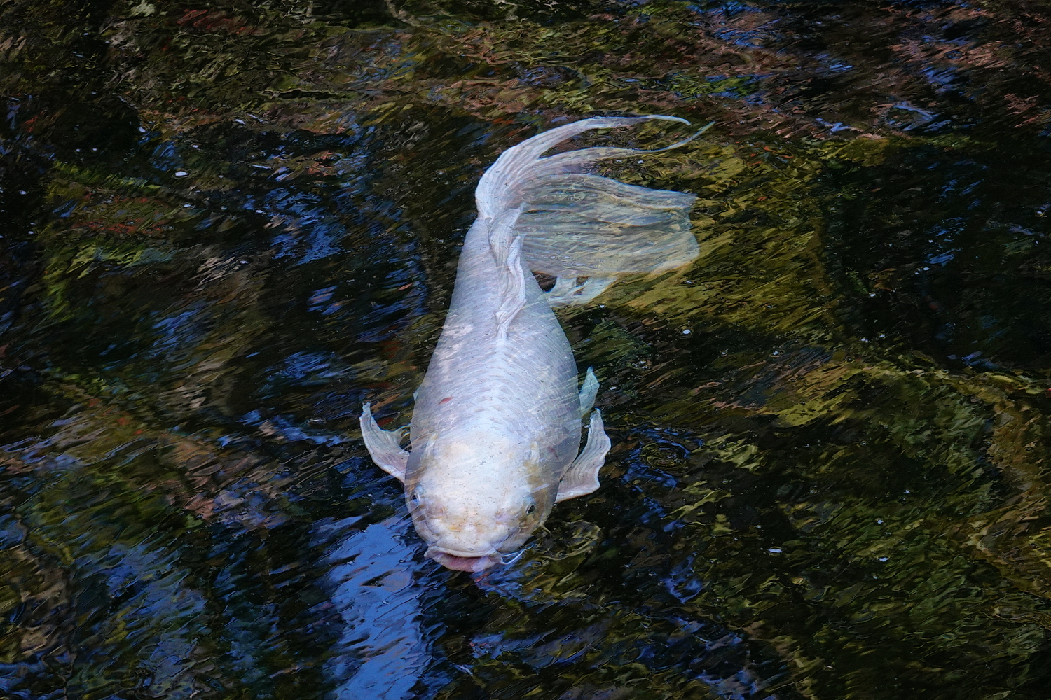 陳永鑑_錦鯉遊緃_20201031r.jpg
