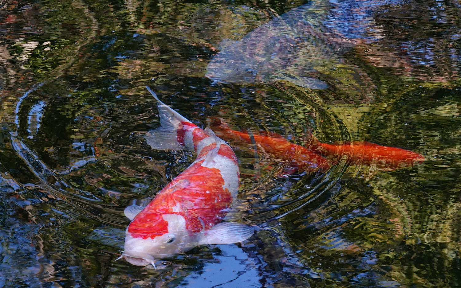 陳永鑑_錦鯉遊緃_20201031z2.jpg