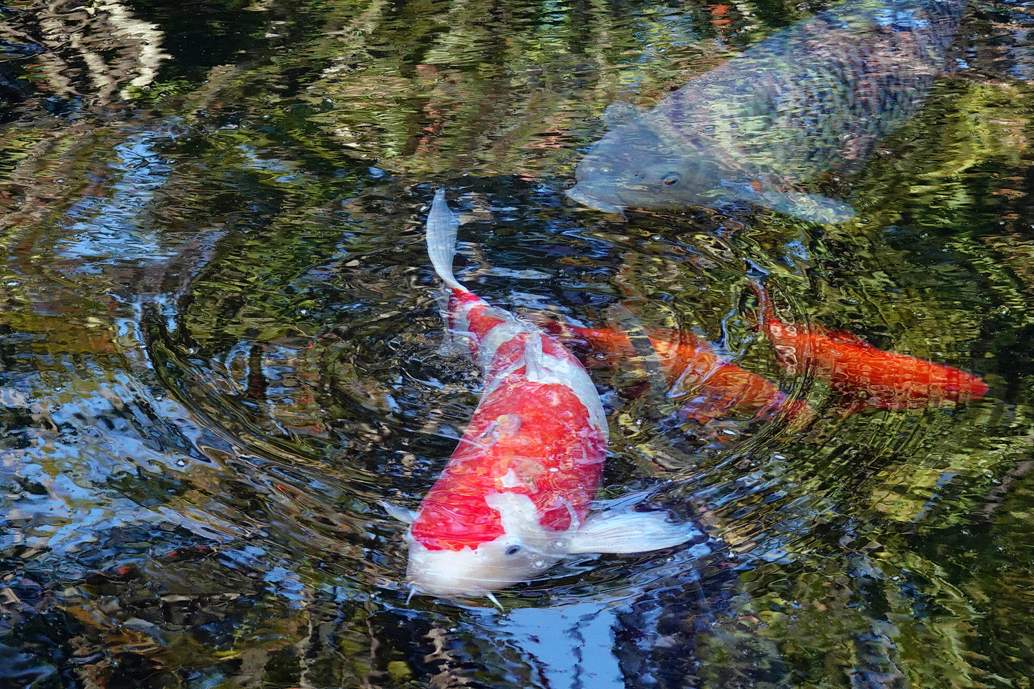 陳永鑑_錦鯉遊緃_20201031z1.jpg