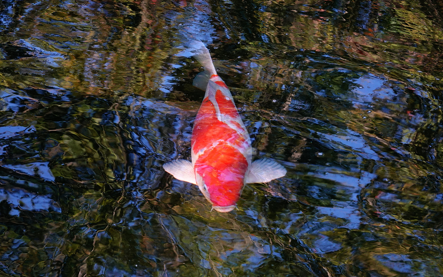 陳永鑑_錦鯉遊緃_20201031y.jpg
